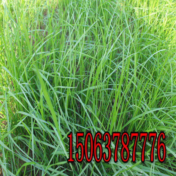 昭通牧草種子批發市場
