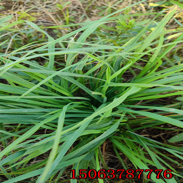 西雙版納牧草種子批發市場