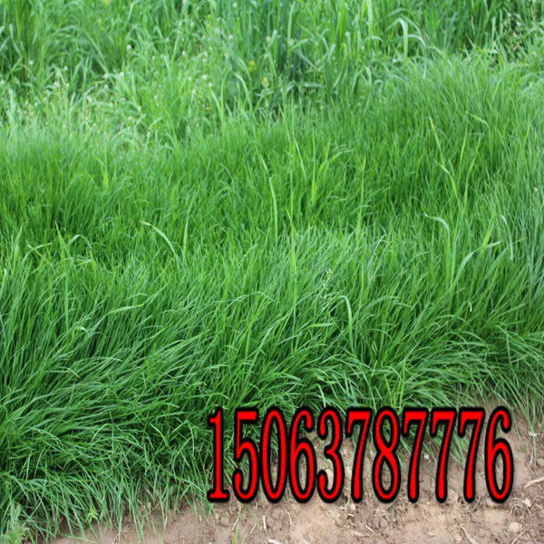 西雙版納牧草種子批發市場