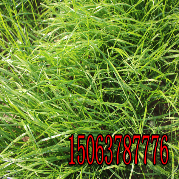 澄邁縣牧草種子批發市場