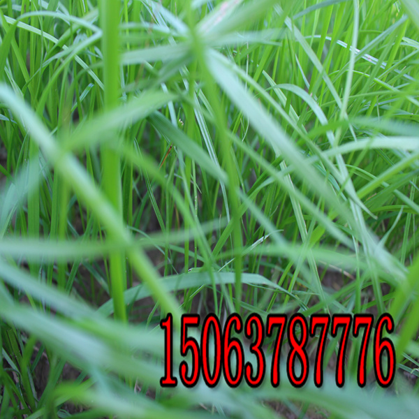 衢州牧草種子批發市場在哪里