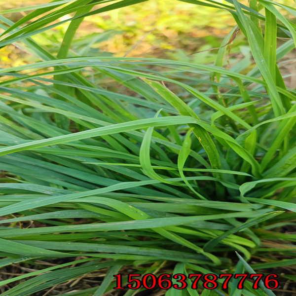 欽州牧草種子批發