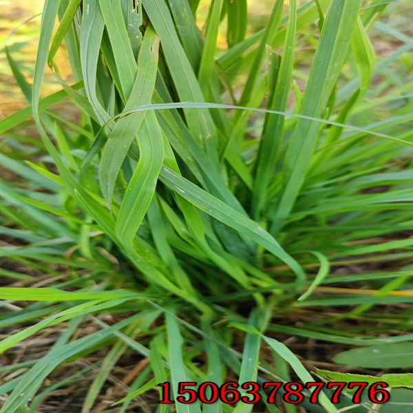 嘉峪關牧草種子批發