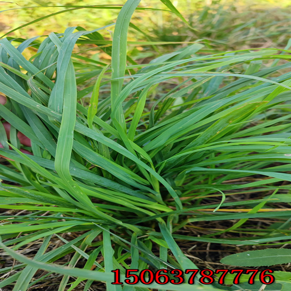 濟寧亳州牧草種子批發市場在哪里