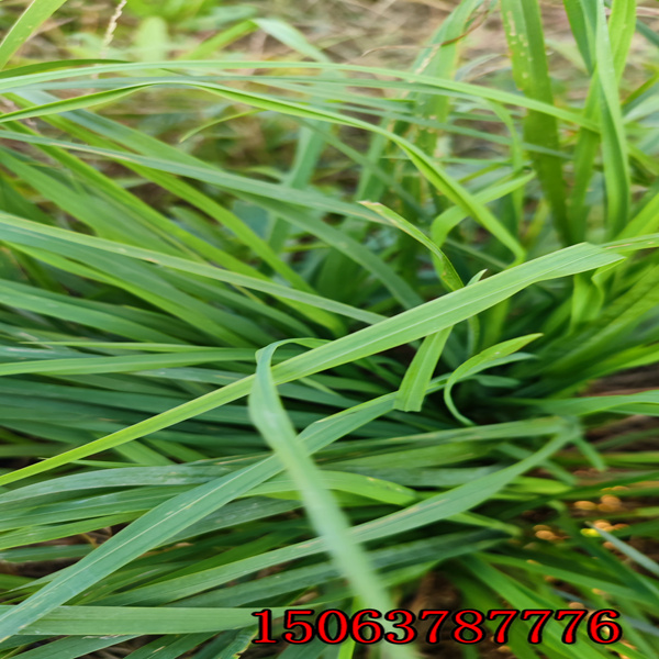鷹潭牧草種子批發價格