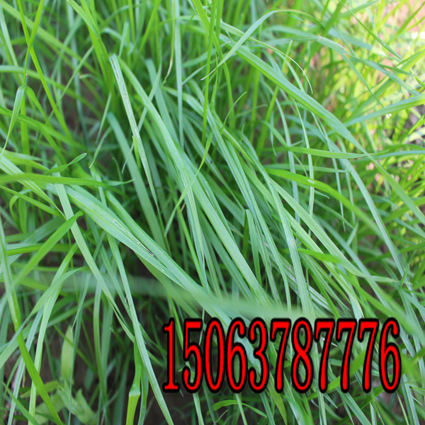 崇左牧草種子批發市場在哪里