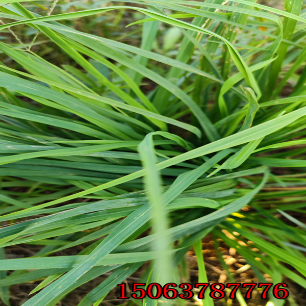 酒泉牧草種子批發市場