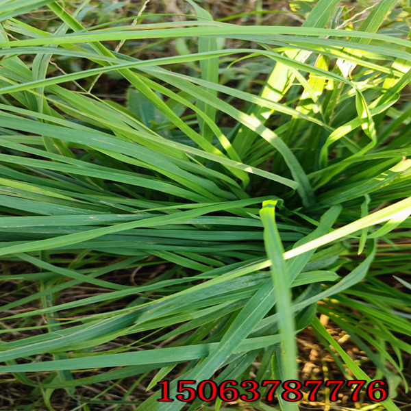 山西牧草種子批發