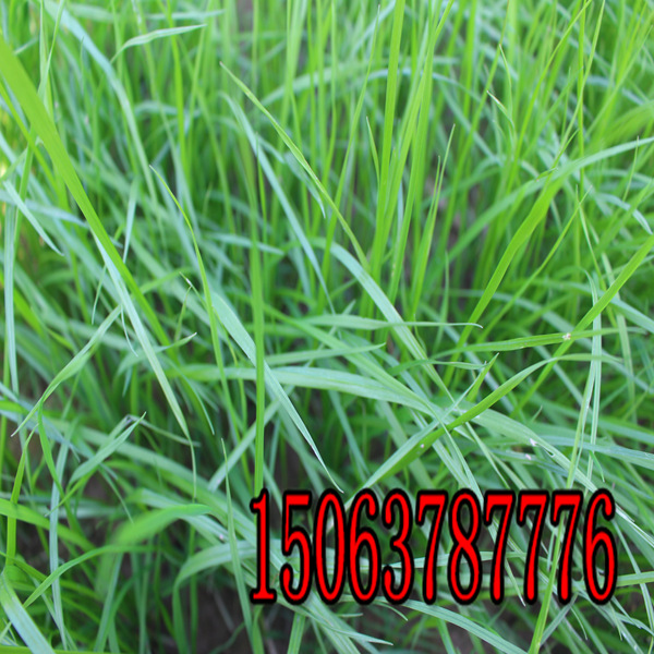 貴州牧草種子批發市場