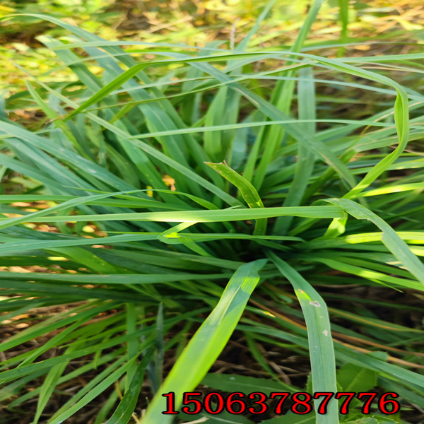 萍鄉牧草種子批發