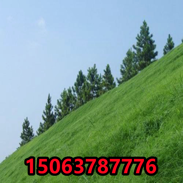 綠化草坪種子