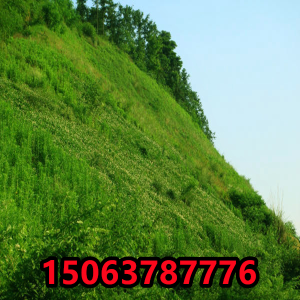 護坡種什么草好，邊坡上種什么