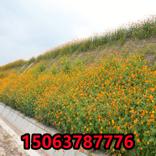 農村美化環境種什么草花好看