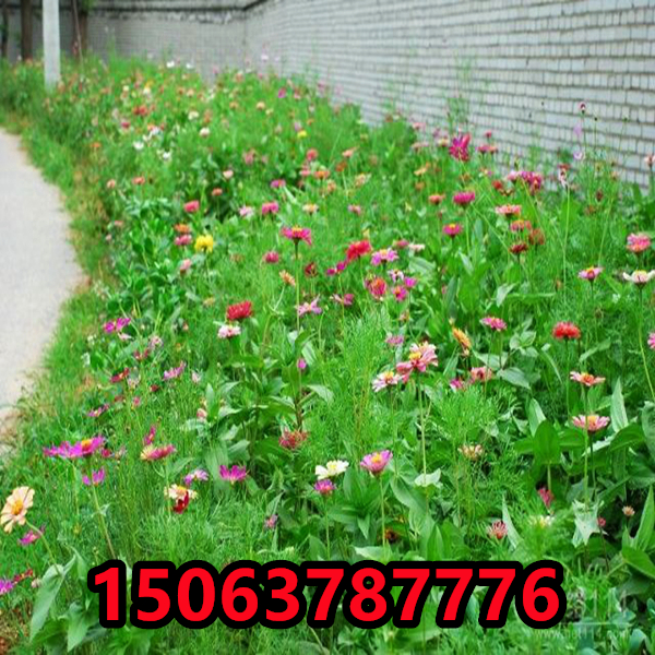 農村美化環境種什么草花好看