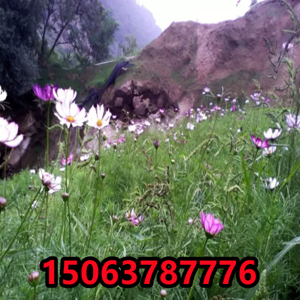 農村美化環境種什么草花好看