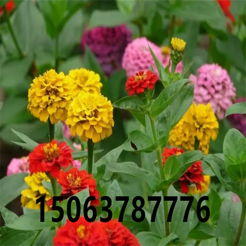 農村鄉鎮街道美化環境種什么草花好