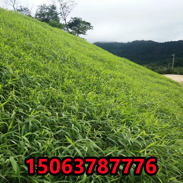 邊坡景觀綠化種子