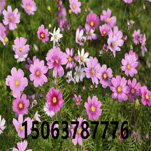 護坡種的花呢？