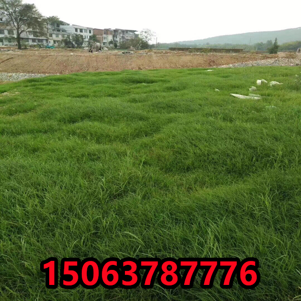 草坪種子每畝地用種量多少