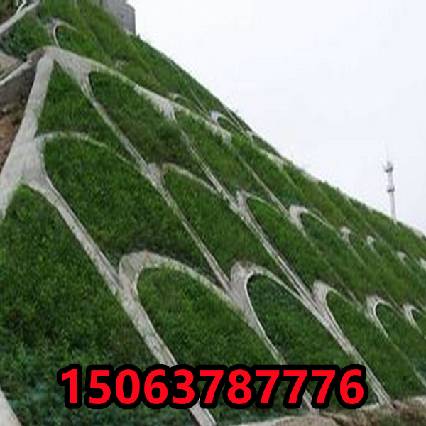 礦區適合種什么草籽