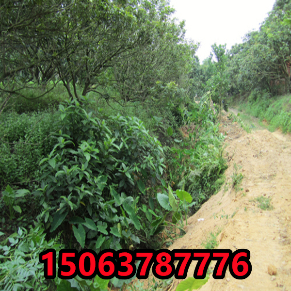 北方礦山地區種什么草籽
