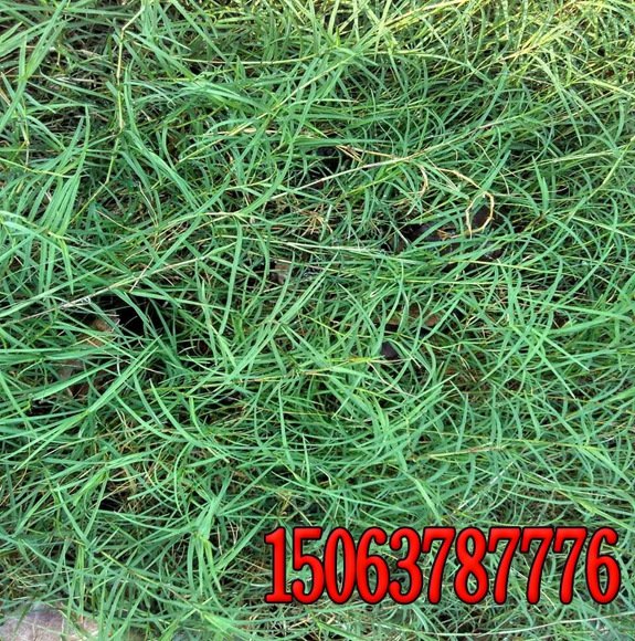 護坡草種狗牙根批發價格